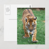 Een schattige baby tijger briefkaart (Voorkant / Achterkant)