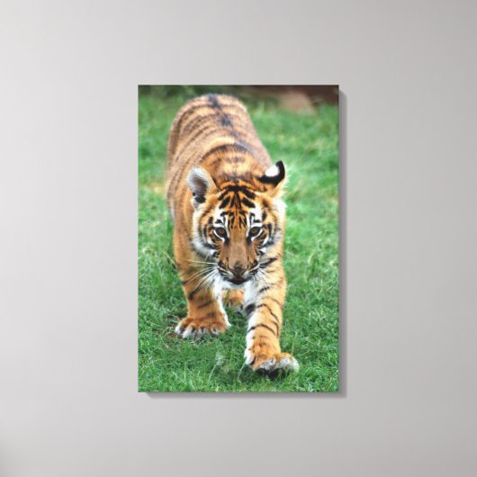 Een schattige baby tijger canvas afdruk (Voorkant)
