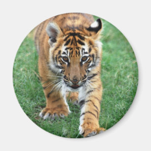 Een schattige baby tijger magneet