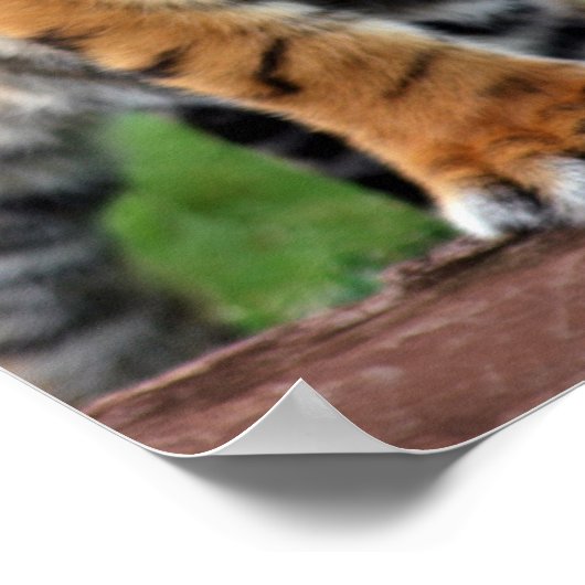 Een schattige baby tijgerkubus poster (Hoek)