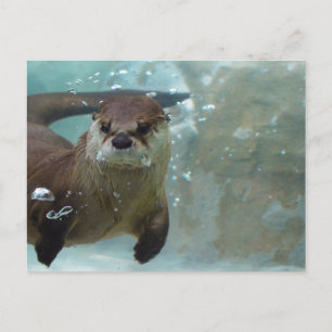 Een schattige bruine otter zwemmen in een helder b briefkaart