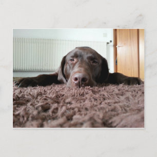 een schattige chocolade lab puppy in een huis briefkaart