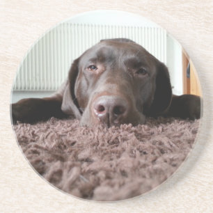 een schattige chocolade lab puppy in een huis zandsteen onderzetter