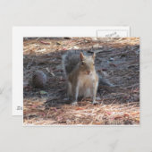 Een schattige eekhoorn briefkaart (Voorkant / Achterkant)