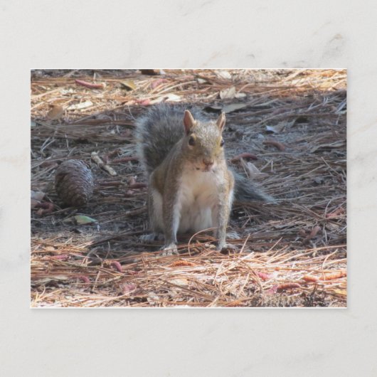 Een schattige eekhoorn briefkaart (Voorkant)