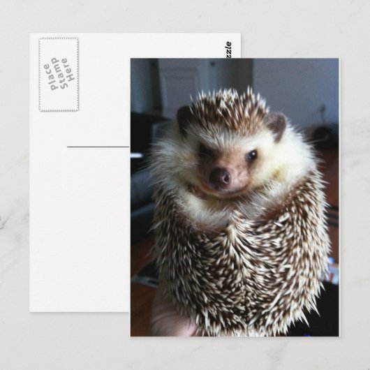 Een schattige egel briefkaart (Voorkant / Achterkant)