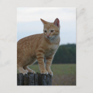 Een Schattige Ginger Kitten in het land Briefkaart