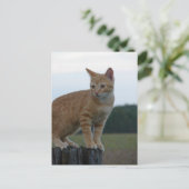 Een Schattige Ginger Kitten in het land Briefkaart (Staand voorkant)