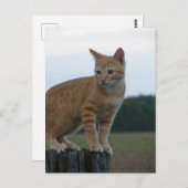 Een Schattige Ginger Kitten in het land Briefkaart (Voorkant / Achterkant)