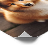 Een schattige Shetland Sheepdog puppy Poster (Hoek)