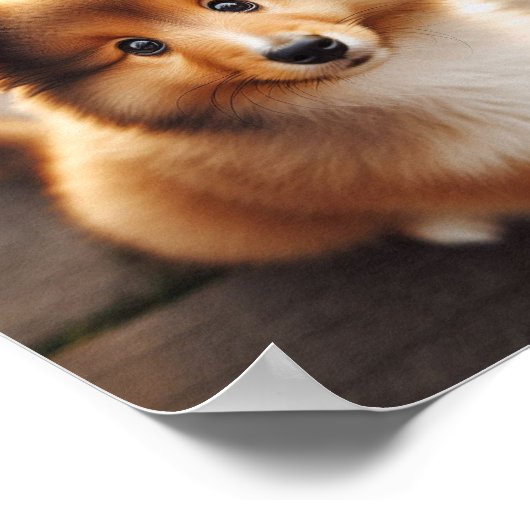 Een schattige Shetland Sheepdog puppy Poster (Hoek)