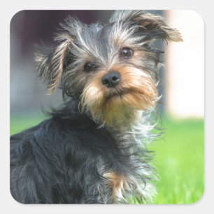 Een schattige Yorkshire terrier puppy spelen in de Vierkante Sticker