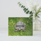 Een schildpad in groen gras briefkaart (Staand voorkant)