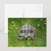 Een schildpad in groen gras briefkaart (Voorkant / Achterkant)
