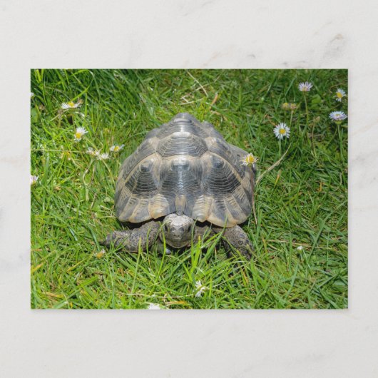 Een schildpad in groen gras briefkaart (Voorkant)