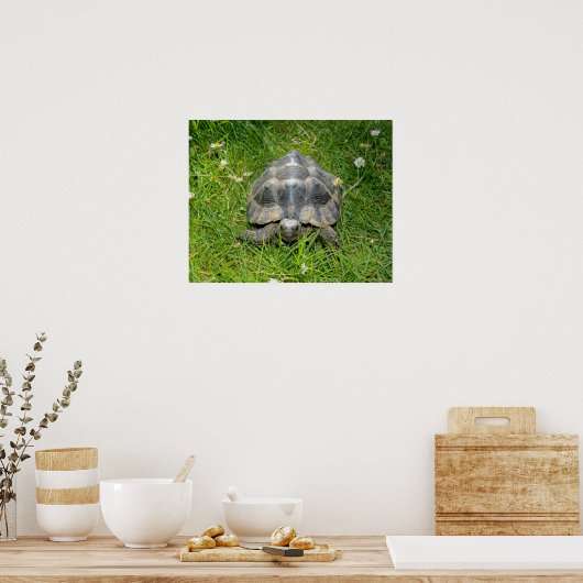 Een schildpad in het gras poster (Keuken)