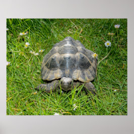 Een schildpad in het gras poster