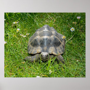 Een schildpad in het gras poster