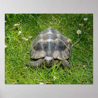 Een schildpad in het gras poster