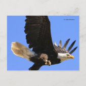 Een schitterende adelaar vliegt vrij briefkaart (Voorkant)