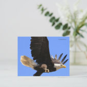 Een schitterende adelaar vliegt vrij briefkaart (Staand voorkant)
