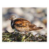 Een schopende Ruddy Turnstone Foto Afdruk (Voorkant)