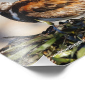 Een schopende Ruddy Turnstone Foto Afdruk (Hoek)