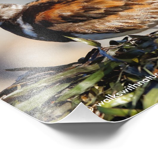 Een schopende Ruddy Turnstone Foto Afdruk (Hoek)