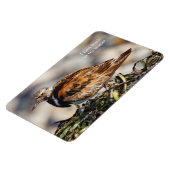 Een schopende Ruddy Turnstone Magneet (Linkerzijde)