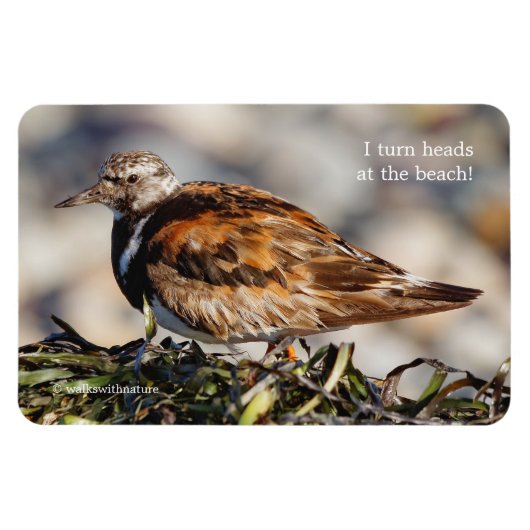 Een schopende Ruddy Turnstone Magneet (Horizontaal)
