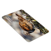Een schopende Ruddy Turnstone Magneet (Rechterzijde)