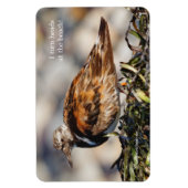 Een schopende Ruddy Turnstone Magneet (Verticaal)