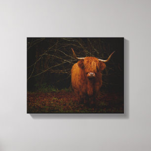 Een Schotse hoogland-Koe Canvas Afdruk