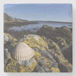 Een Seashell zit op een rots   Dumfries, Schotland Stenen Onderzetter