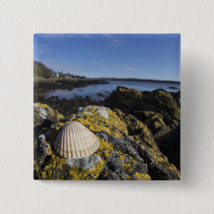 Een Seashell zit op een rots Dumfries, Schotland Vierkante Button 5,1 Cm