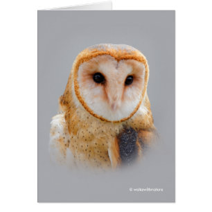 Een Serene en een mooie Barn Owl