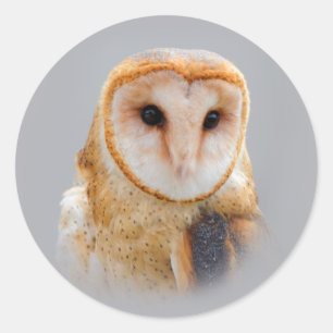 Een Serene en een mooie Barn Owl Ronde Sticker
