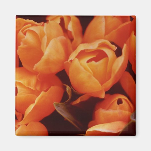 Een serie Oranje Tulpen, Amsterdam straatmarkt Magneet (Voorkant)