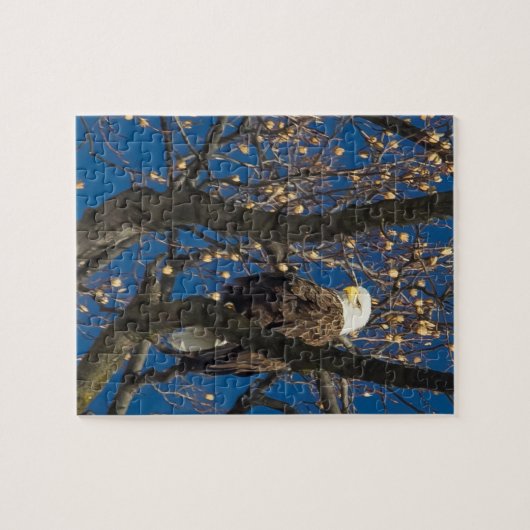 Een serieuze zeearend legpuzzel (Horizontaal)