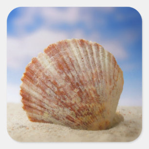 Een Shell die in het Zand wordt gepropt Vierkante Sticker