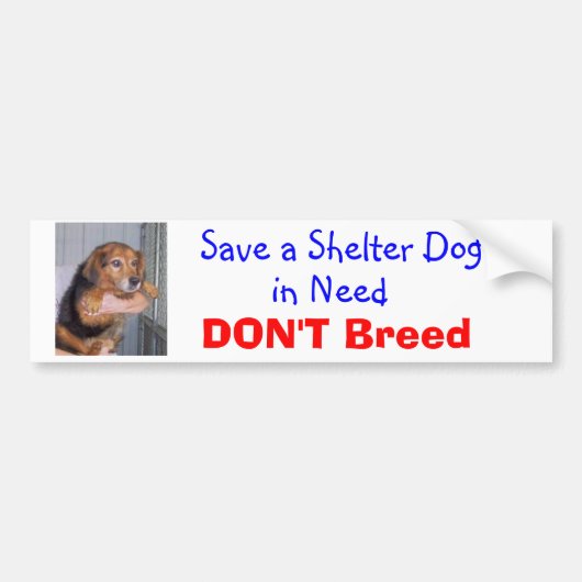 Een Shelter Dog opslaan in Behoefte — Paxton Bumpersticker (Voorkant)