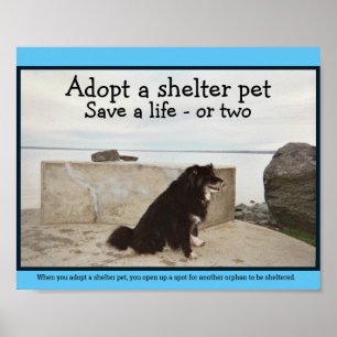 Een Shelter Pet aannemen Poster