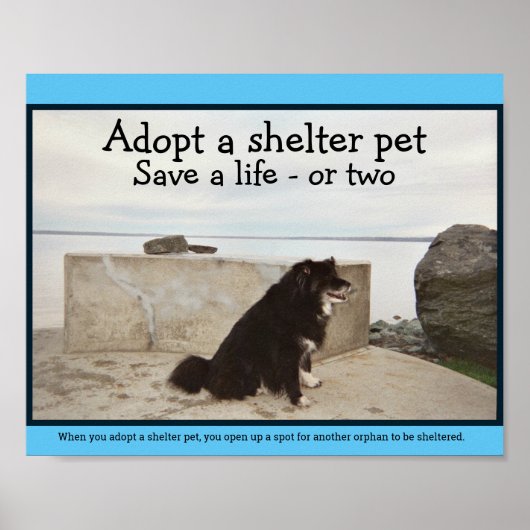 Een Shelter Pet aannemen Poster (Voorkant)