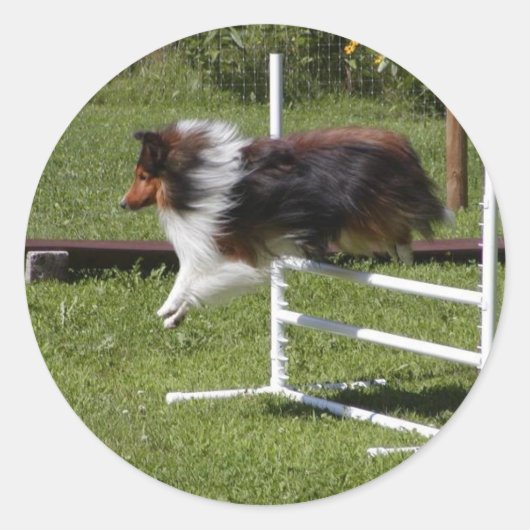 Een Sheltie ontruimt de bar Ronde Sticker (Voorkant)