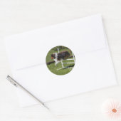 Een Sheltie ontruimt de bar Ronde Sticker (Envelop)