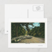 Een Shepherd Leading Sheep op een Maine Highway Briefkaart (Voorkant / Achterkant)