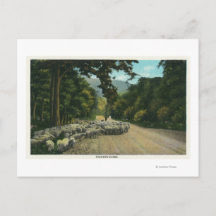Een Shepherd Leading Sheep op een Maine Highway Briefkaart
