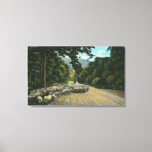 Een Shepherd Leading Sheep op een Maine Highway Canvas Afdruk (Voorkant)