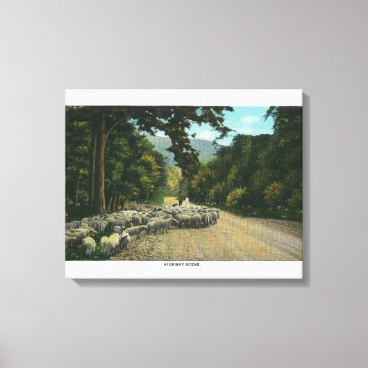 Een Shepherd Leading Sheep op een Maine Highway Canvas Afdruk (Voorkant)