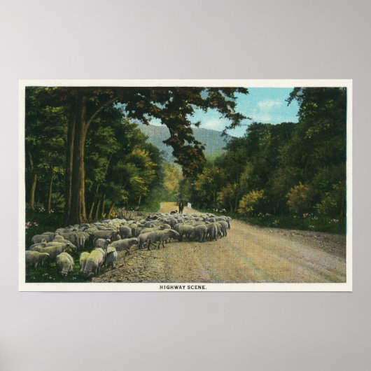 Een Shepherd Leading Sheep op een Maine Highway Poster (Voorkant)